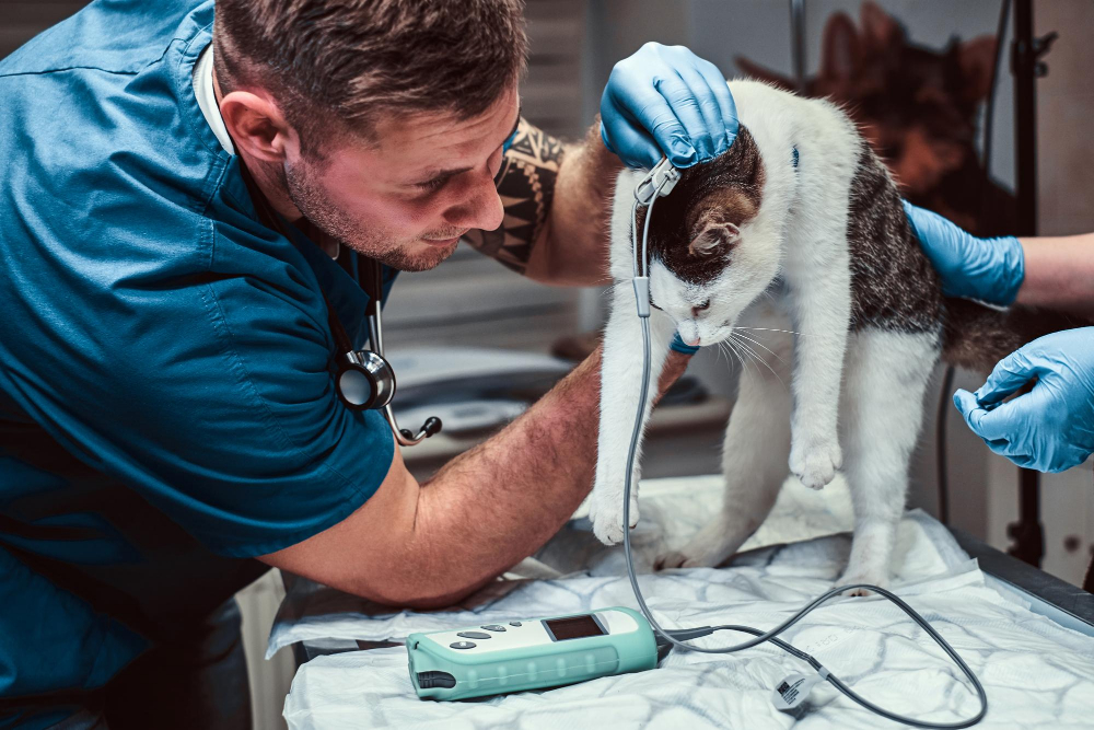 cute-cat-medical-examination-veterinary-clinic-measuring-blood-pressure